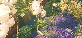 Bedding flowers image